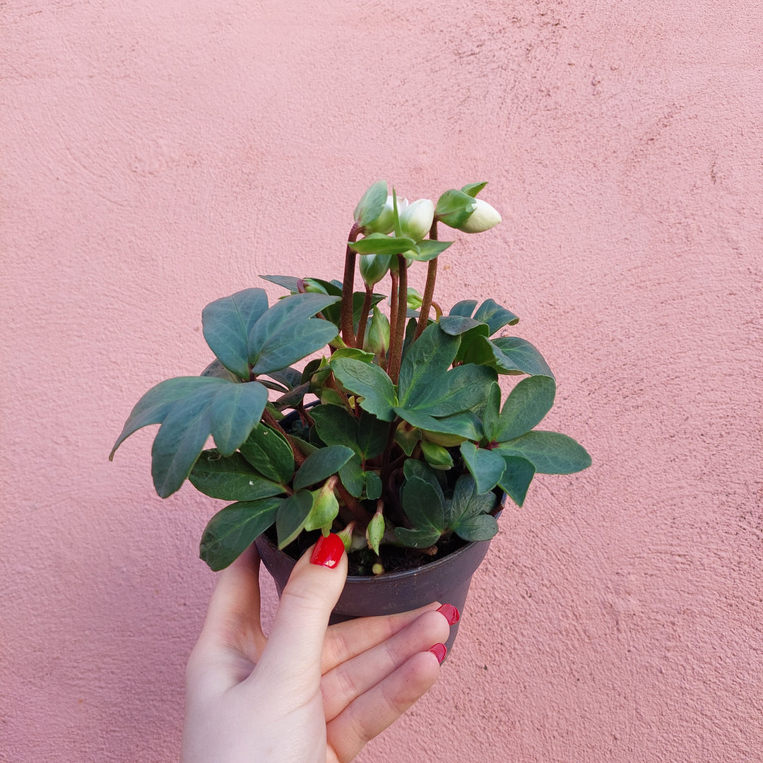 Helleborus ‘Mount Blanc’ – Winter Rose