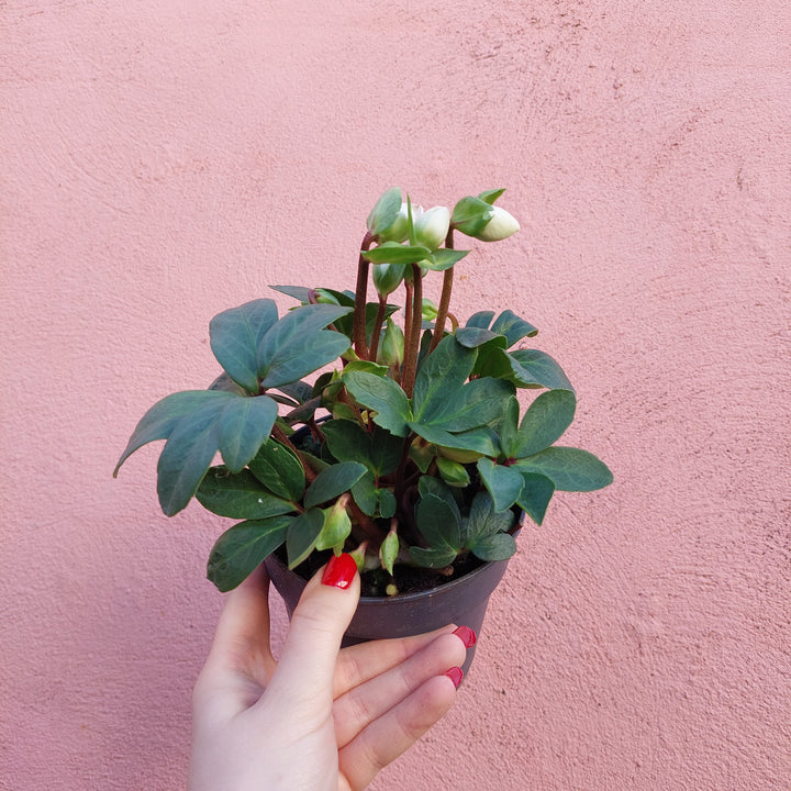 Helleborus ‘Mount Blanc’ – Winter Rose
