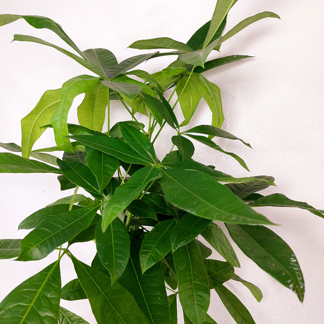 Pachira aquatica - Money Tree