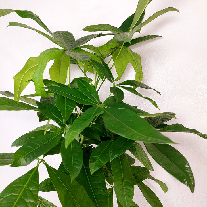 Pachira aquatica - Money Tree