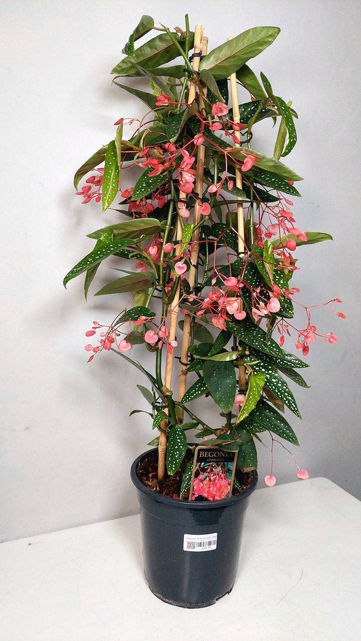Begonia Corallina Roze - Angel Wing Begonia