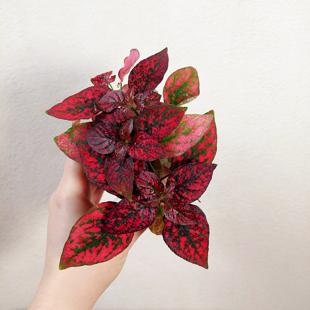 Hypoestes - Polka dot Plant