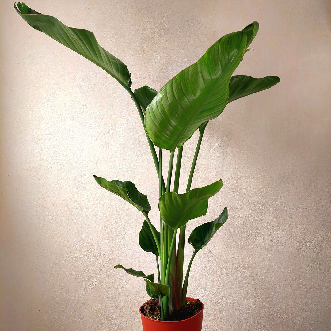 Strelitzia Nicolai - Bird of Paradise