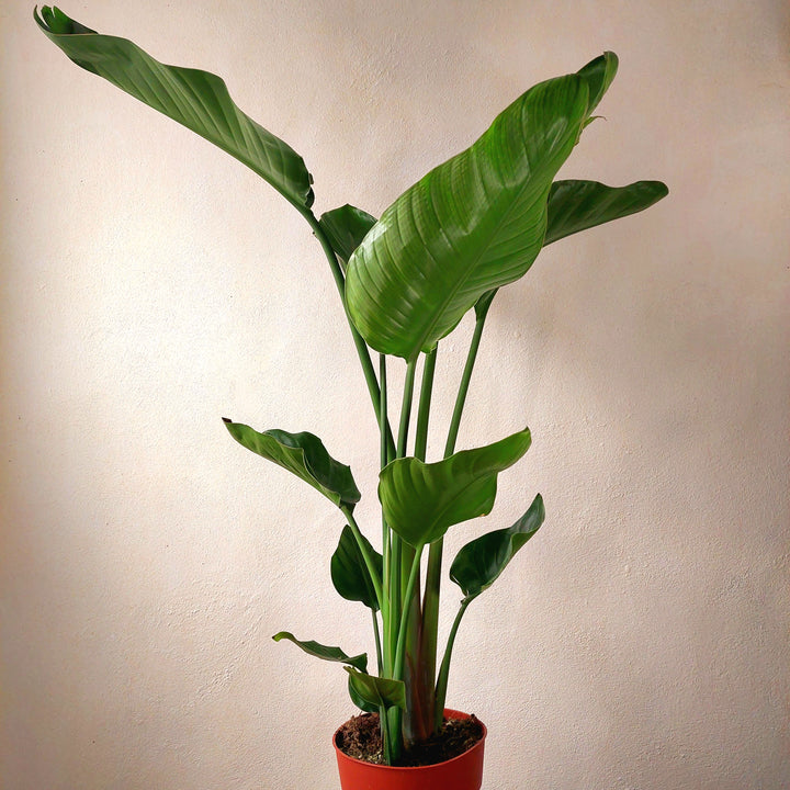 Strelitzia Nicolai - Bird of Paradise