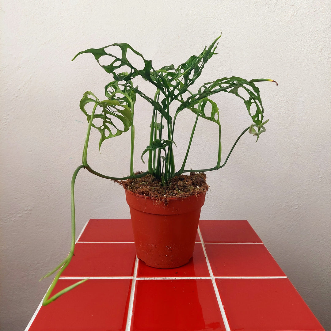 Monstera obliqua 'Peru'