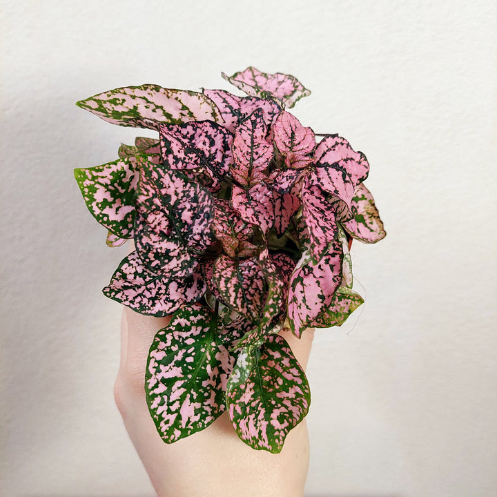 Hypoestes - Polka dot Plant