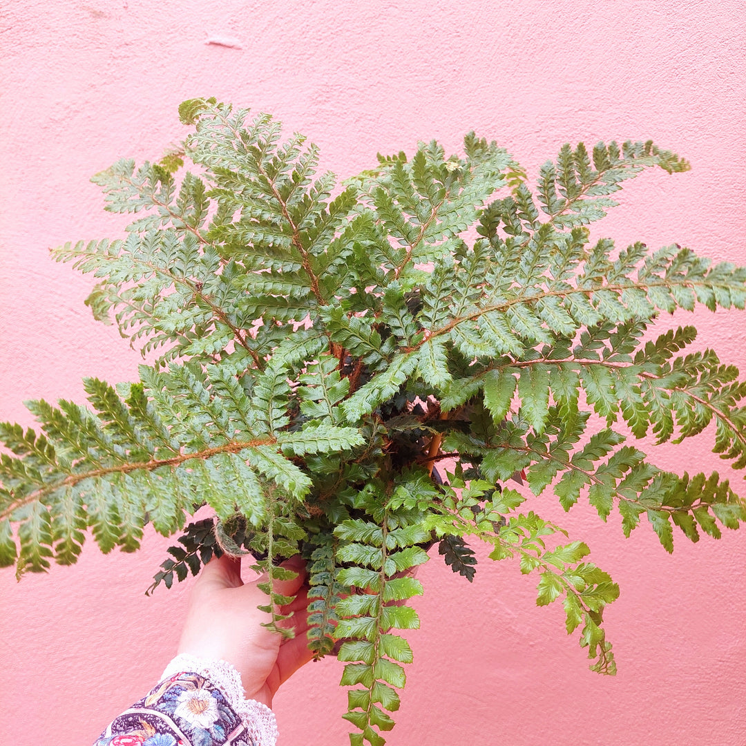 Polystichum polyblepharum – Japanese Tassel Fern