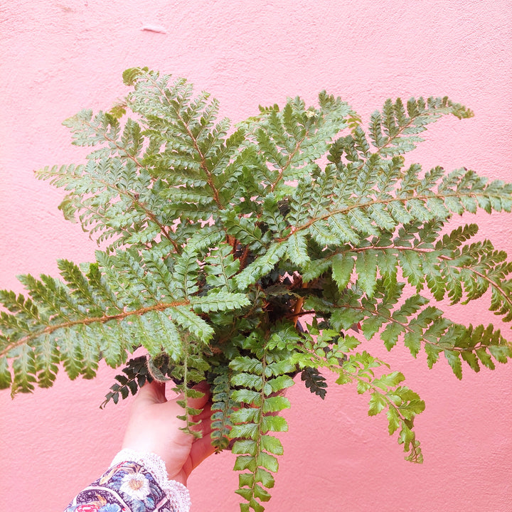 Polystichum polyblepharum – Japanese Tassel Fern