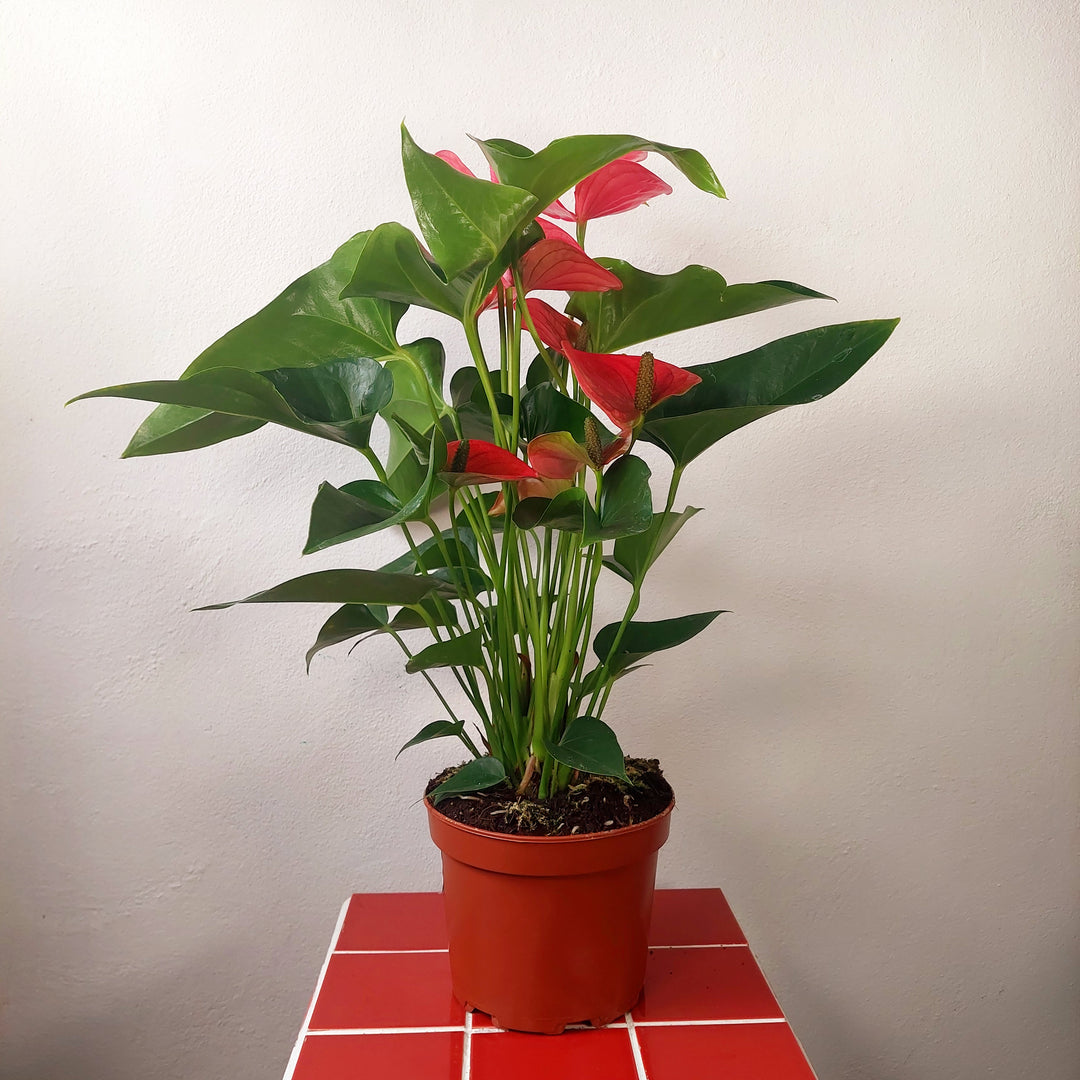 Anthurium 'Melito' – Pink Flamingo Flower