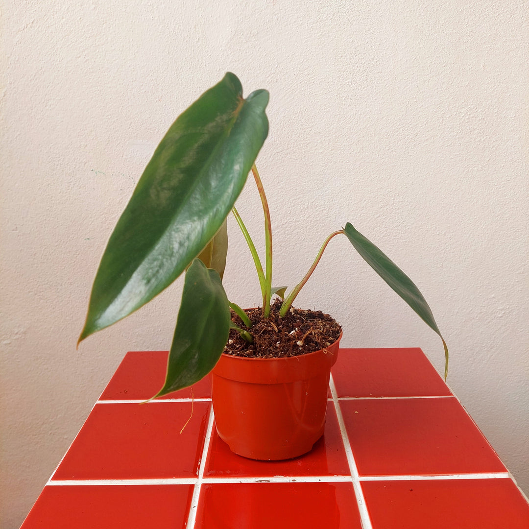 Philodendron spiritus-sancti