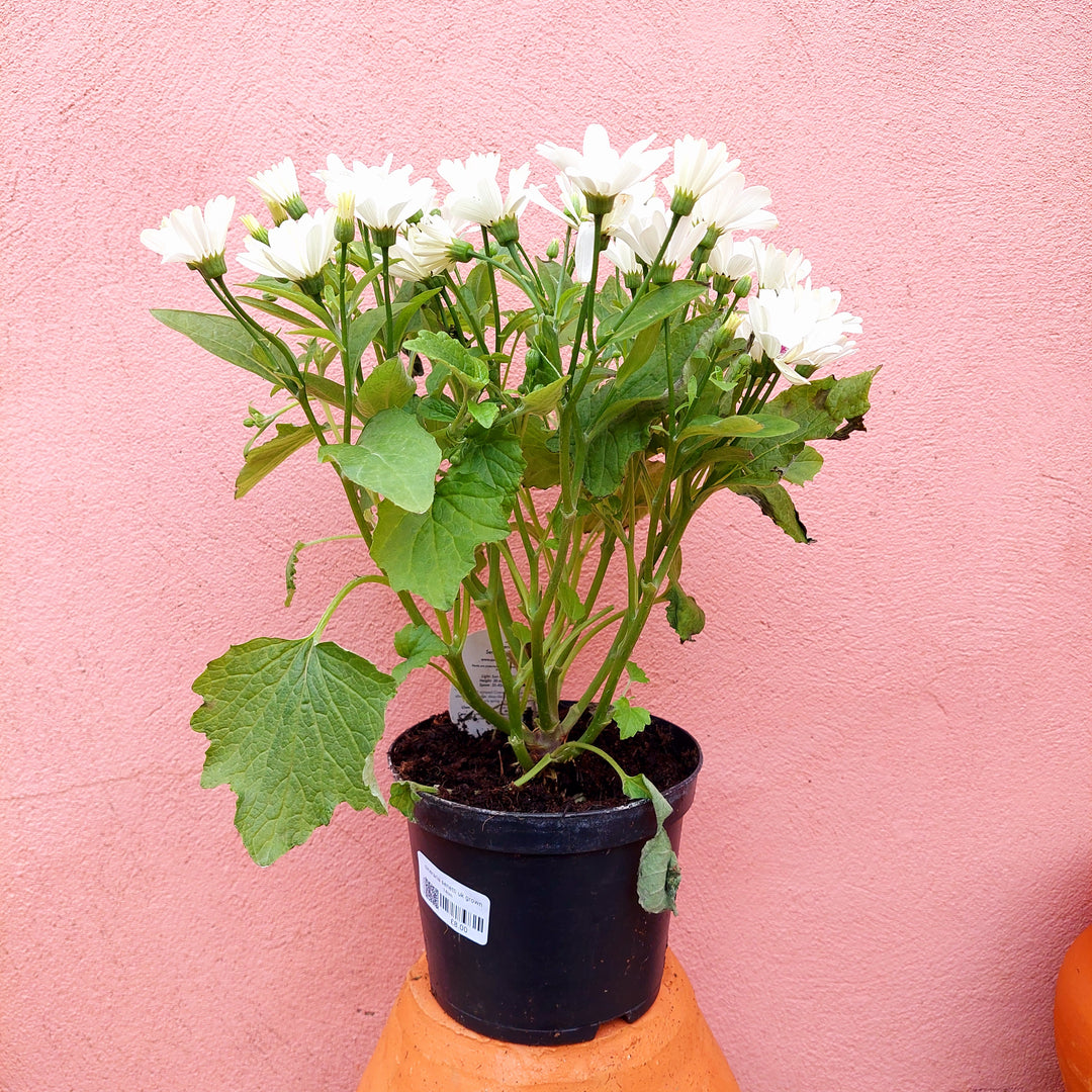 cineraria indoor plant Cineraria 'Senetti' UK Grown