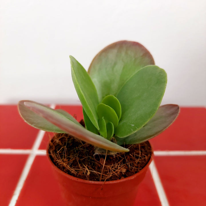 Kalanchoe Tyrsiflora - Paddle Plant