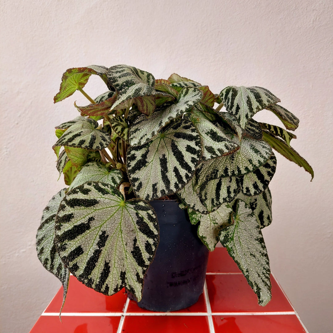 Begonia Silver Jewel