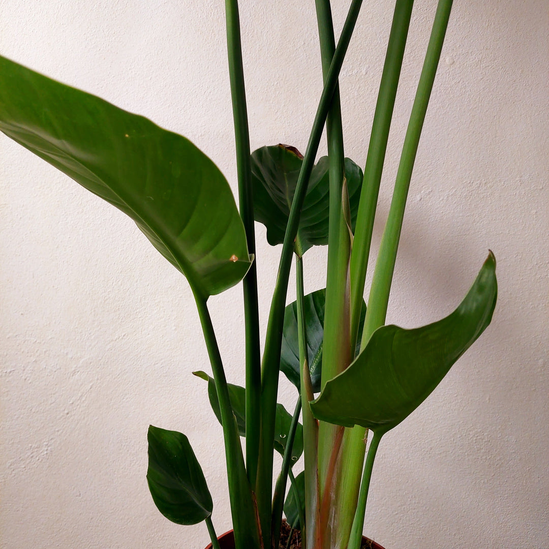 Strelitzia Nicolai - Bird of Paradise