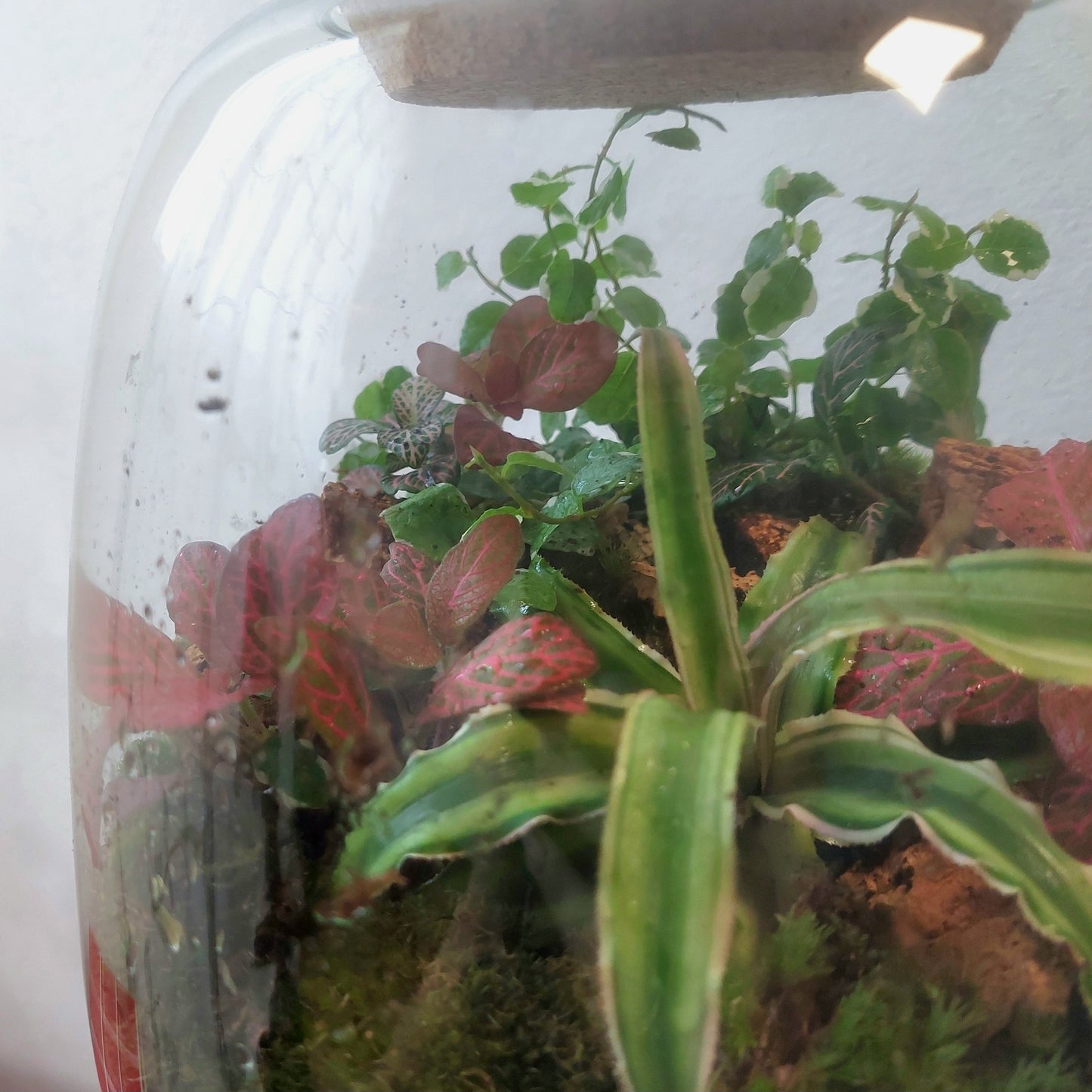 Plant studio Terrarium Nana