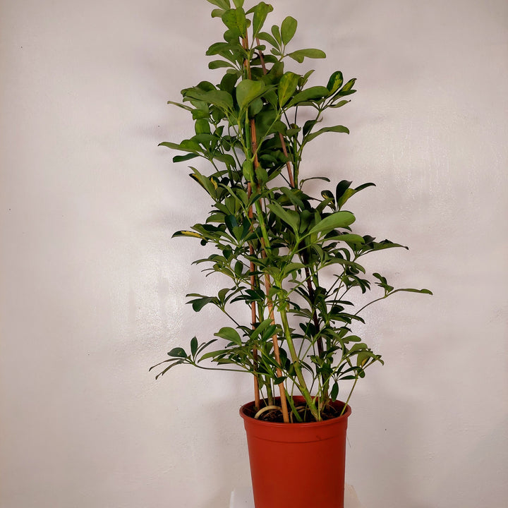 Schefflera 'Gold Capella' - umbrella tree