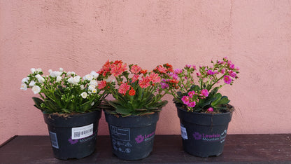 Lewisia Mountain Dreams mix