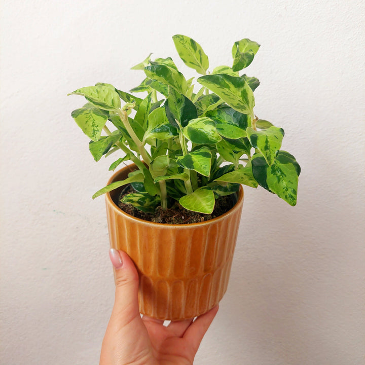 Orange Embossed Glazed Pot