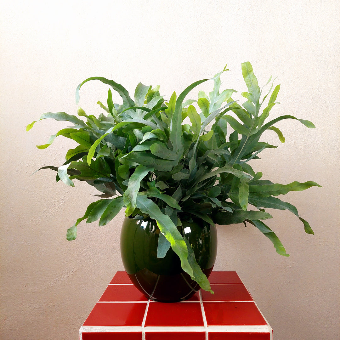 Green Ceramic Pot – D20 × H16 cm