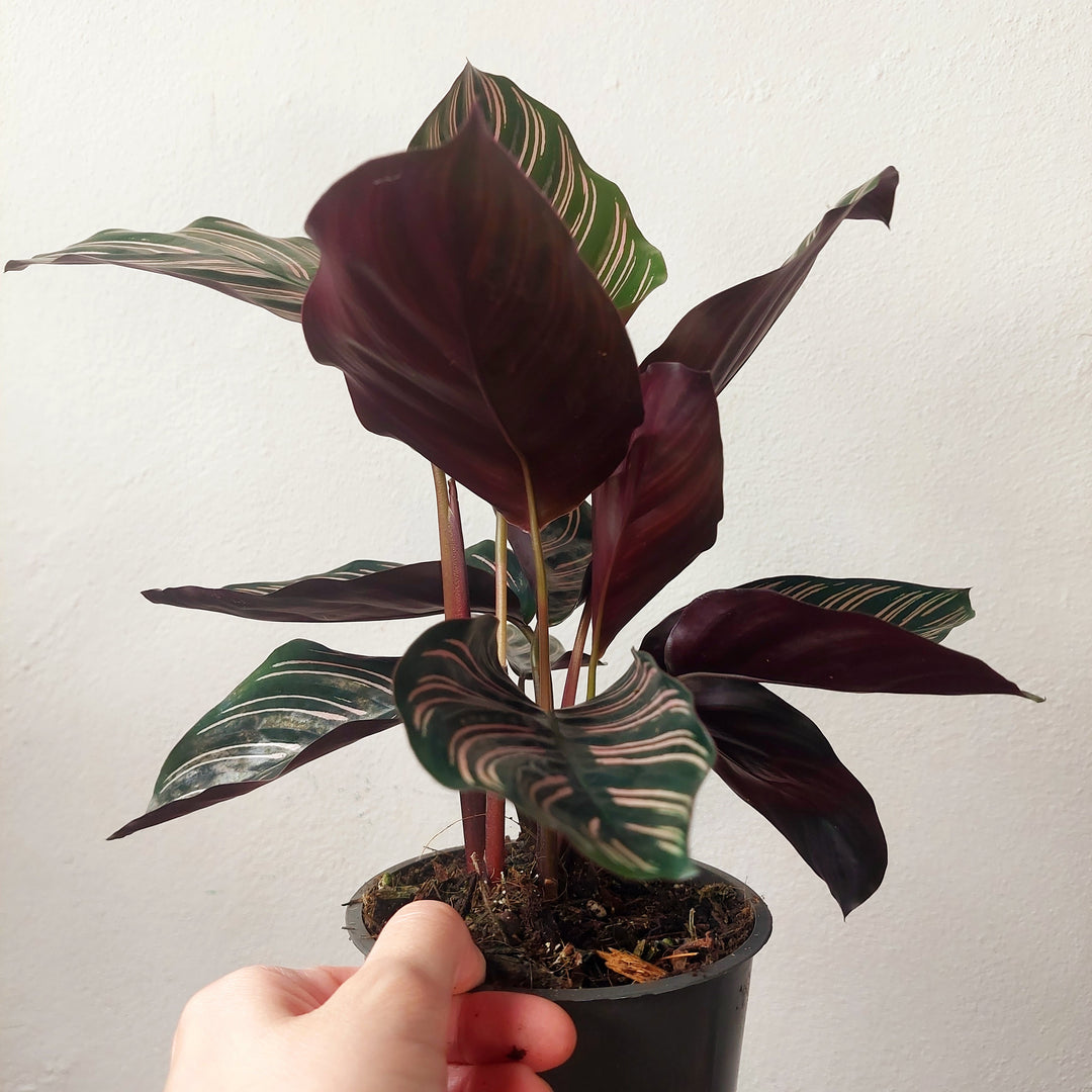 Calathea ornata ‘Sanderiana’ - Pinstripe Plant
