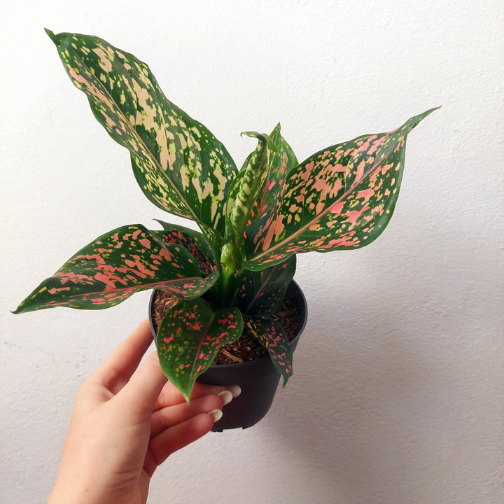 Aglaonema 'Pink Leopard' – Chinese Evergreen