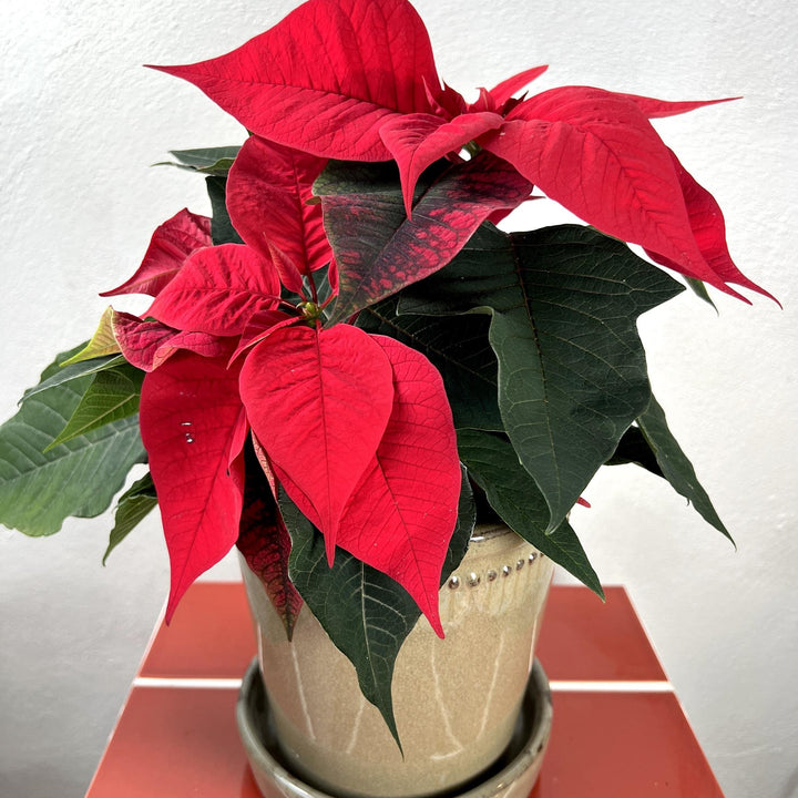 The Quintessential Christmas