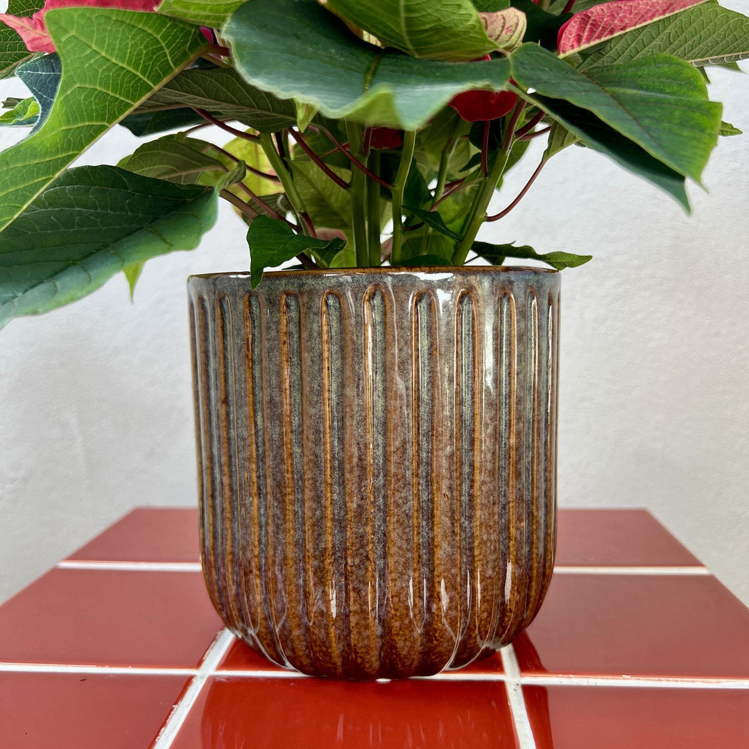 The Elegant Christmas