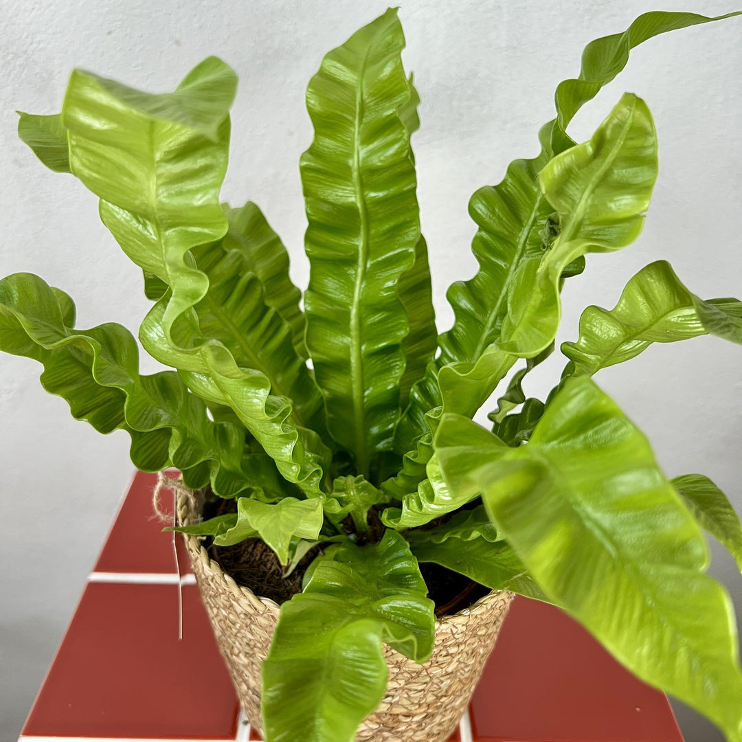 The Can't Go Wrong Combo