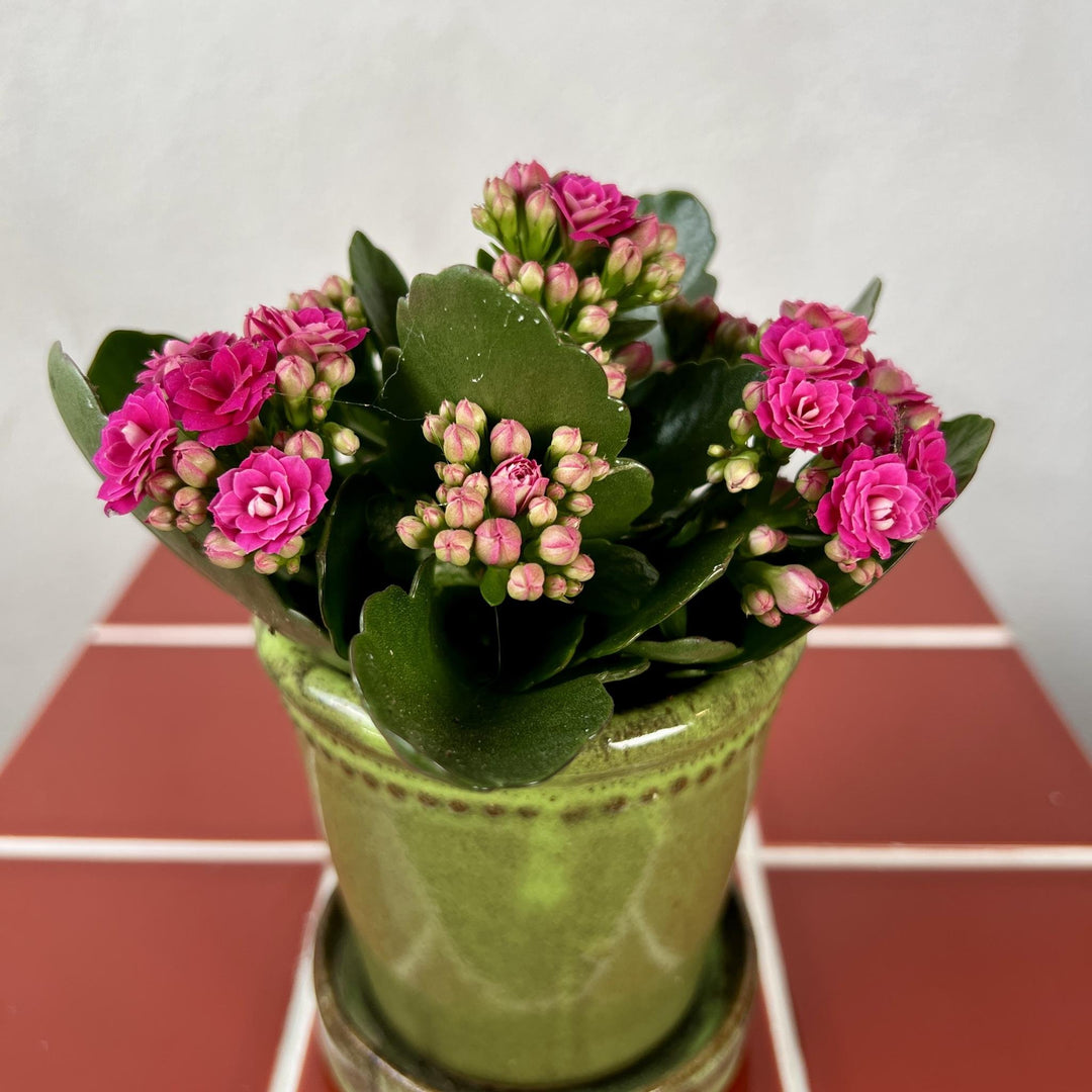 The Shabby Chic Combo