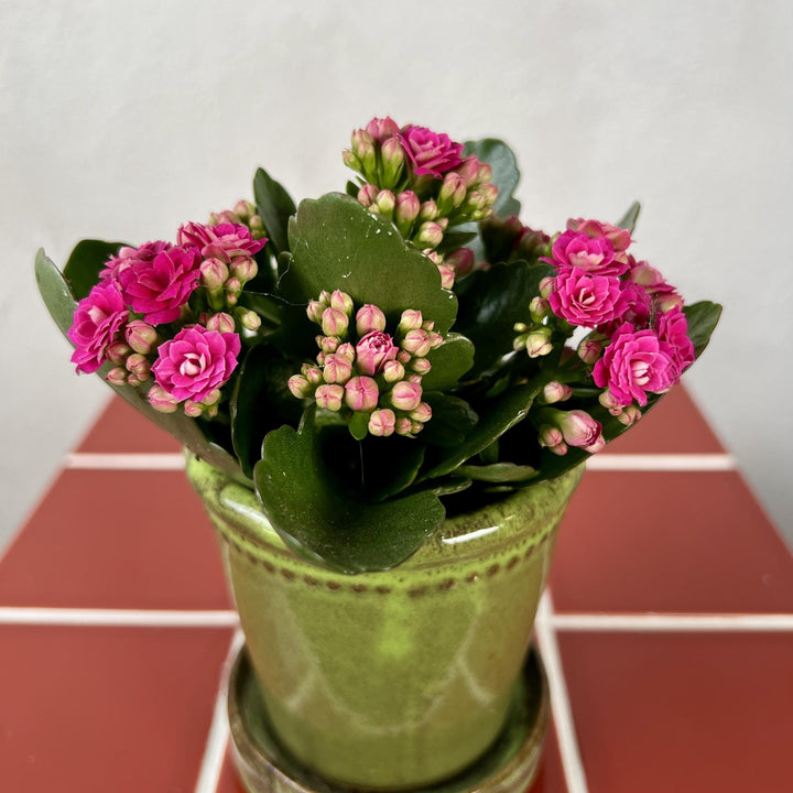 The Shabby Chic Combo