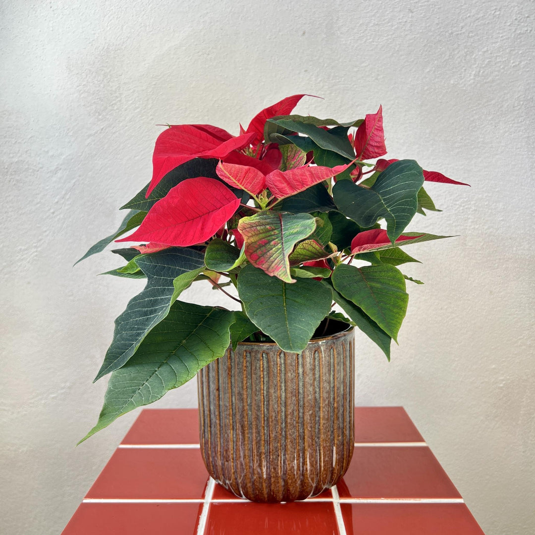 The Elegant Christmas