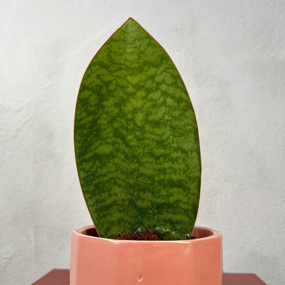 The Bold Statement Combo