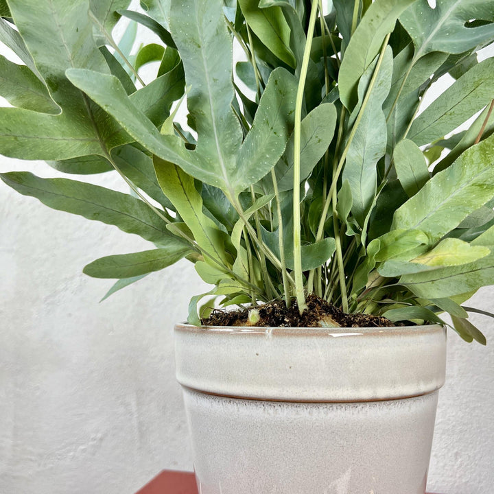 The Elegant Shelf Combo