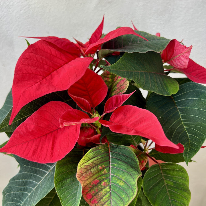 The Elegant Christmas