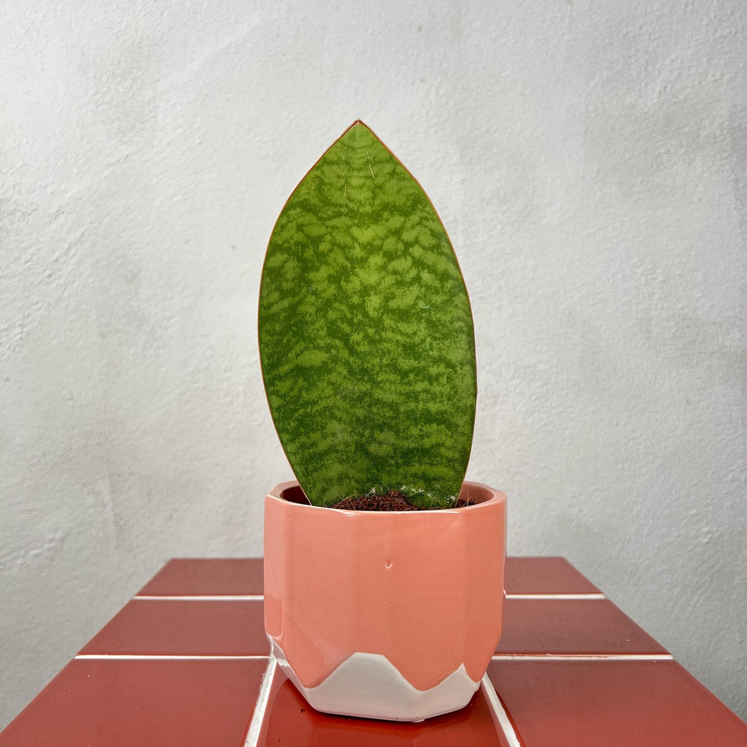 The Bold Statement Combo