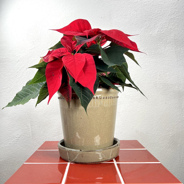 The Quintessential Christmas