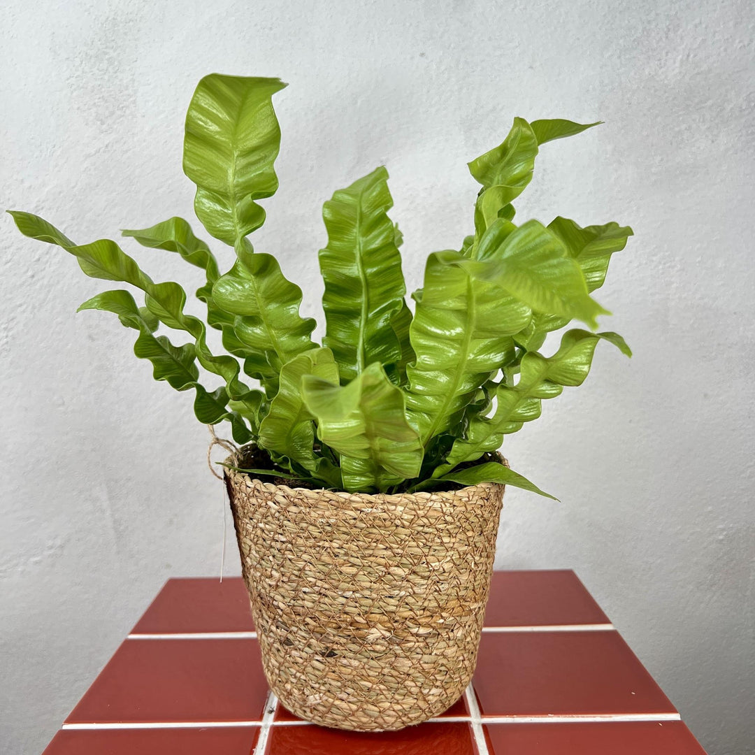 The Can't Go Wrong Combo