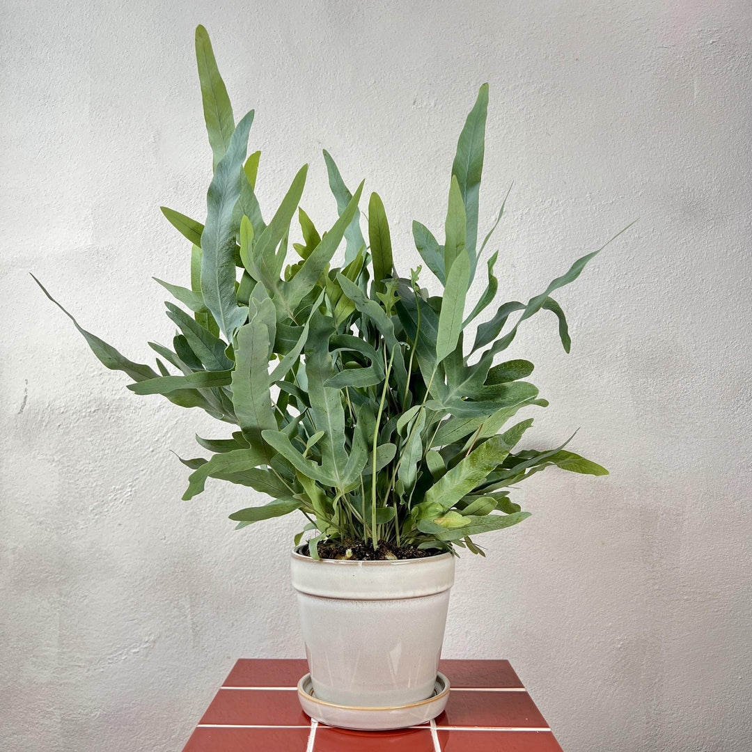 The Elegant Shelf Combo