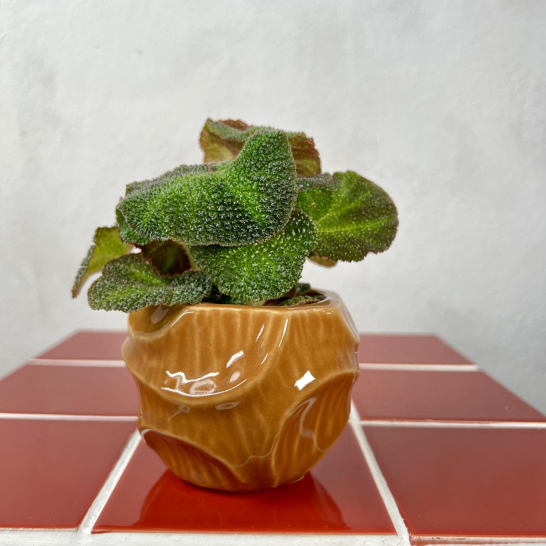 The Mini Treat Combo