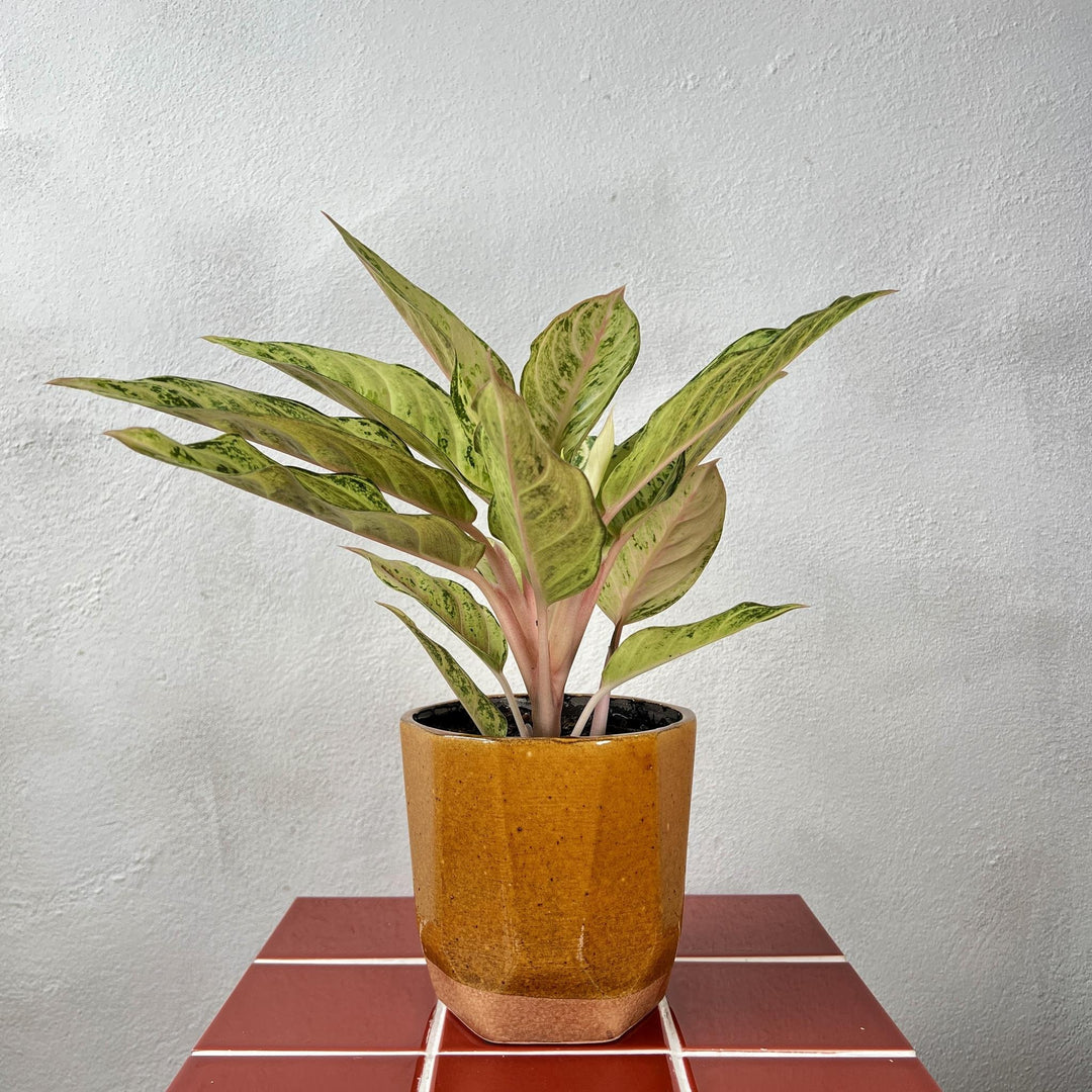 The Throw Back Combo