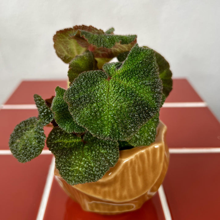 The Mini Treat Combo