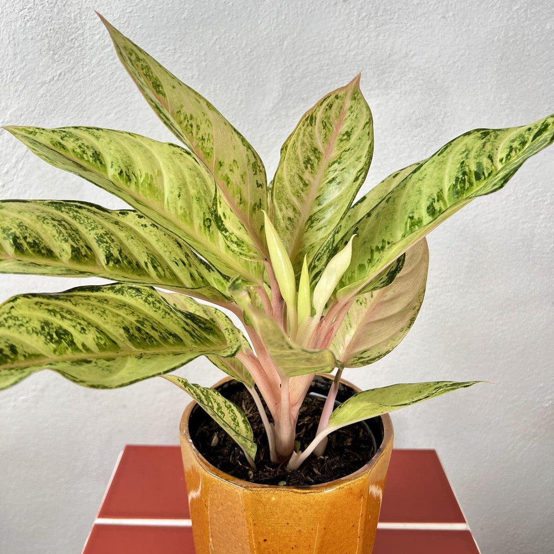 The Throw Back Combo