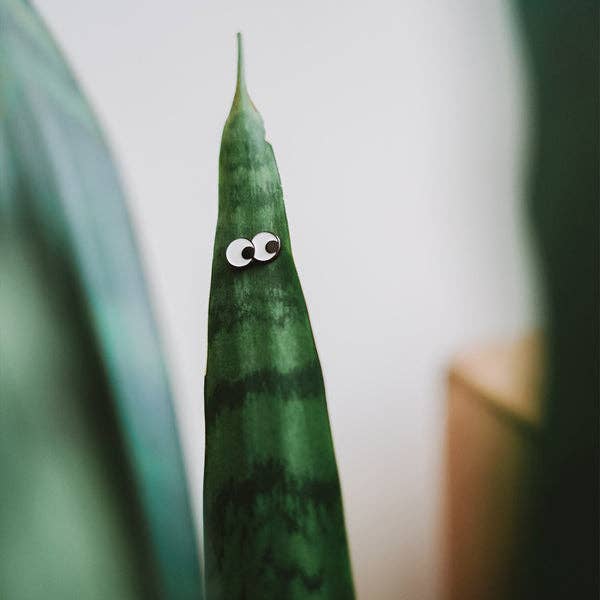 Googly - 🌱 Plant Magnet 🧲