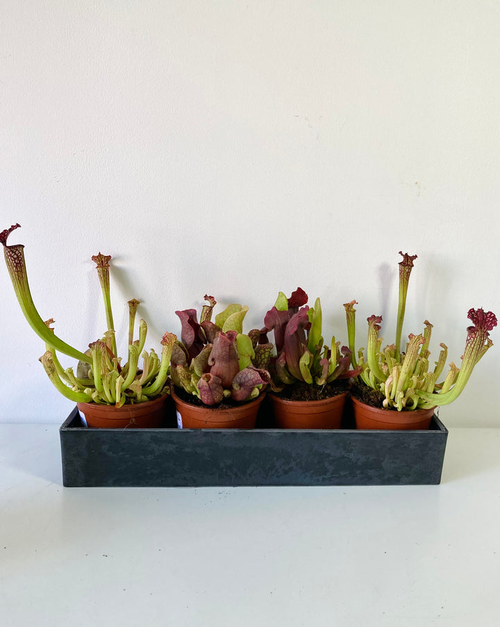 Sarracenia - pitcher plant mix