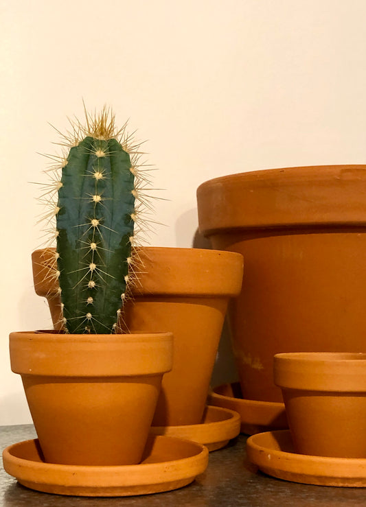 Terracotta Pot