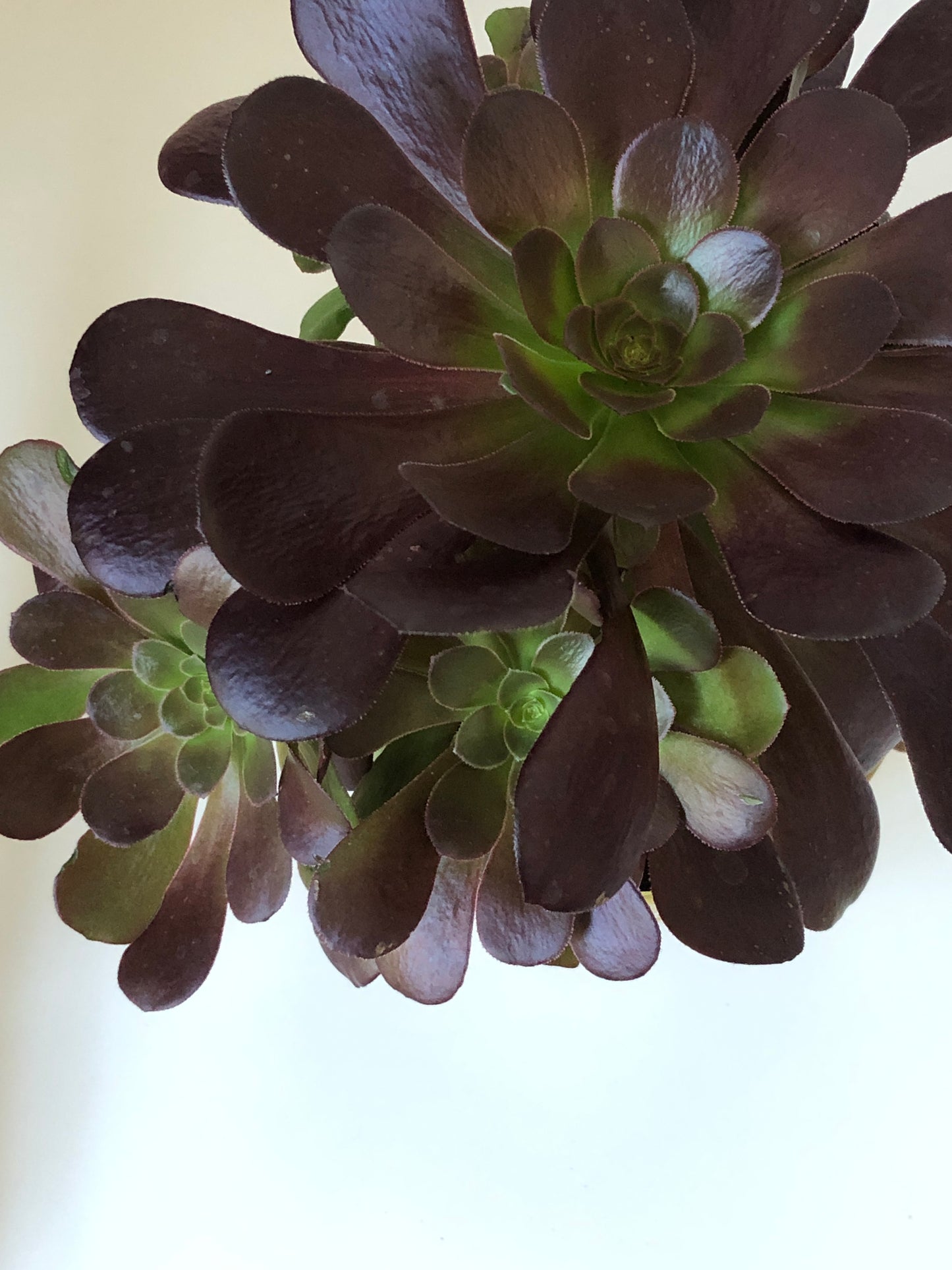 Aeonium Arboreum