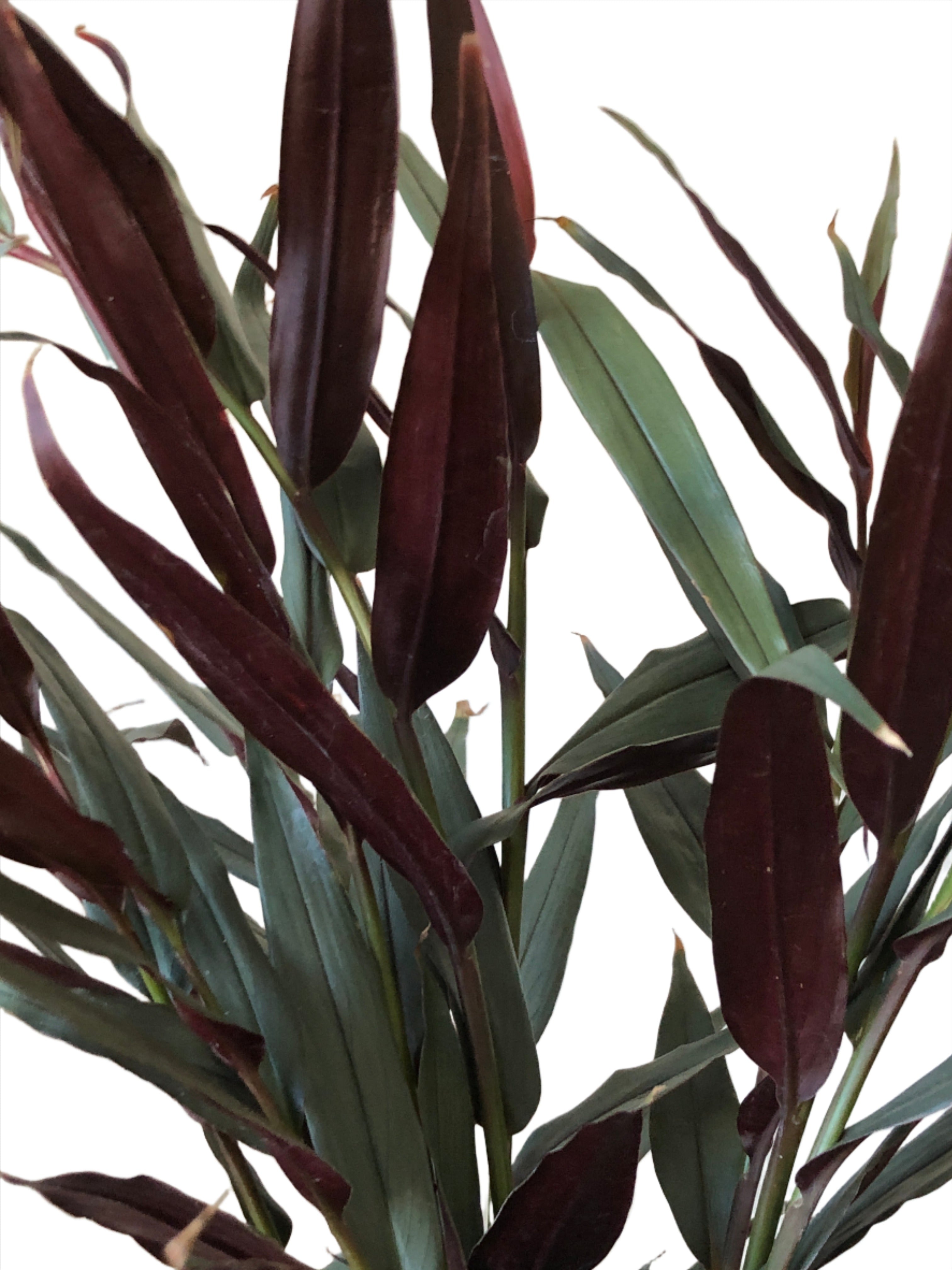 Alpinia Luteocarpa - Red Bamboo Ginger – Plant Studio