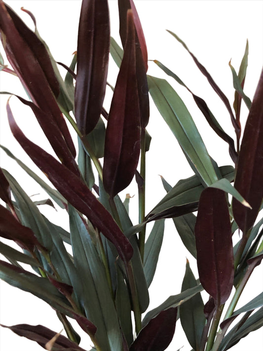 Alpinia Luteocarpa - Red Bamboo Ginger