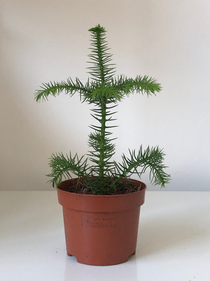 Araucaria Heterophylla-Norfolk Island Pine