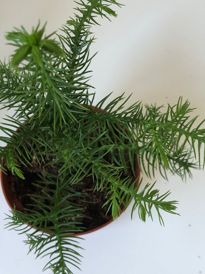 Araucaria Heterophylla-Norfolk Island Pine